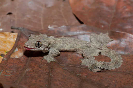 Picture 8 of Flying and stealth geckos of Vietnam