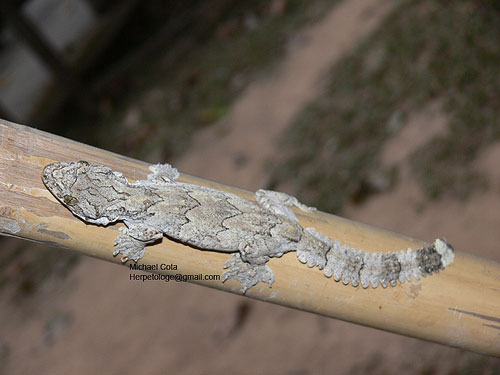 Picture 9 of Flying and stealth geckos of Vietnam