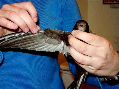 Picture 1 of Flying bird swallow: Model for modern aircraft