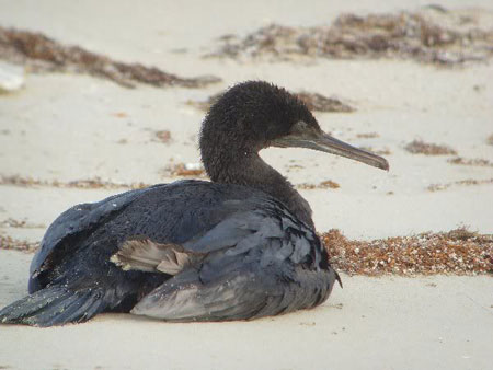 Picture 1 of Flying birds roam the desert