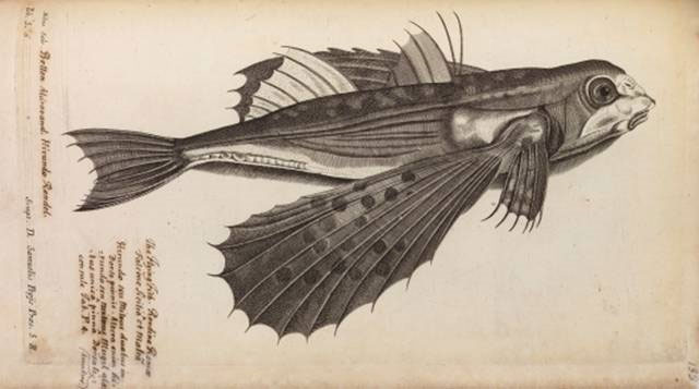 Picture 1 of 'Flying fish' almost caused Isaac Newton to be unemployed