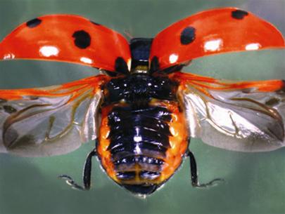Picture 2 of Flying insects