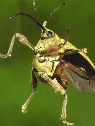 Picture 3 of Flying insects