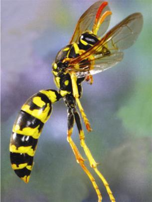 Picture 4 of Flying insects