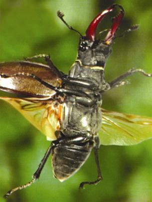 Picture 5 of Flying insects