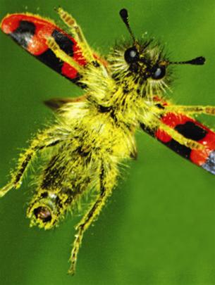 Picture 6 of Flying insects