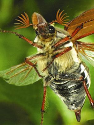Picture 7 of Flying insects
