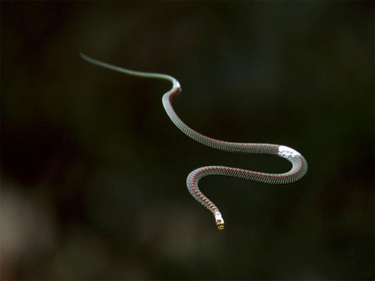 Picture 1 of Flying snakes help develop technology