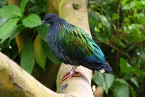 Picture 2 of Flying species in Con Dao (The last part)