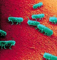 Picture 1 of Food poisoning and prevention