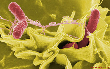 Picture 1 of Food poisoning room from meat, eggs