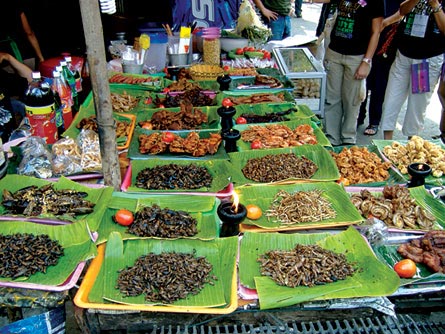 Picture 2 of Food sources from insects