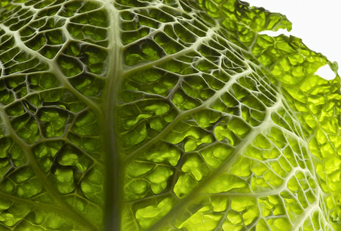Picture 6 of Food that helps improve the immune system