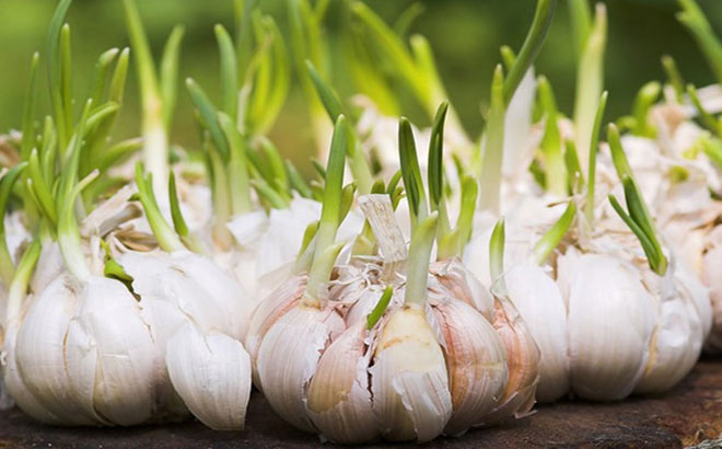 Picture 4 of Foods that germinate absolutely should not be eaten and should be considered when eating