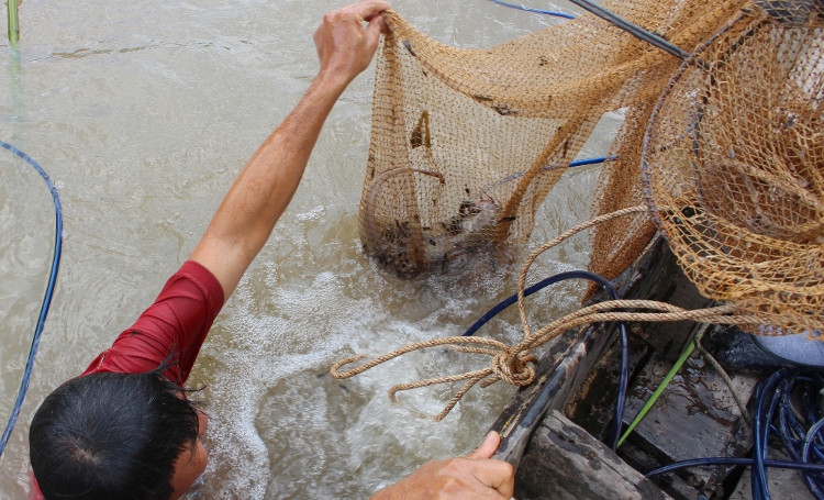 Picture 3 of 'Foolishness' hunting fish in the Ham Luong River: Seeing the corpse coming to the face 'death'
