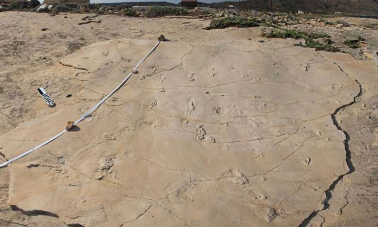Picture 1 of Footprints of 5.7 million years in Greece challenge evolution theory
