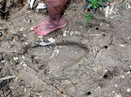 Picture 1 of Footprints of mysterious giants in Malaysia