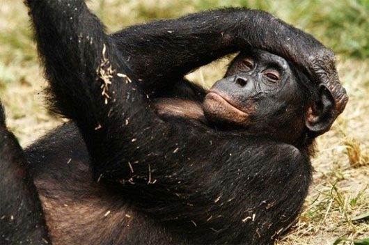 Picture 1 of For monkeys, homosexuality is a natural law