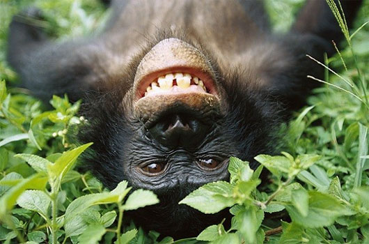 Picture 2 of For monkeys, homosexuality is a natural law
