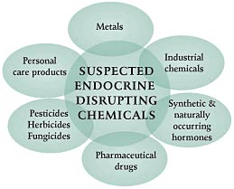 Picture 2 of For obesity: Early exposure to common chemicals will change the metabolic system long term
