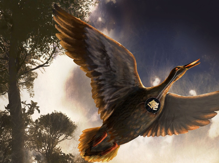 Picture 1 of For the first time, an ancient bird fossil was discovered in the Middle Ages