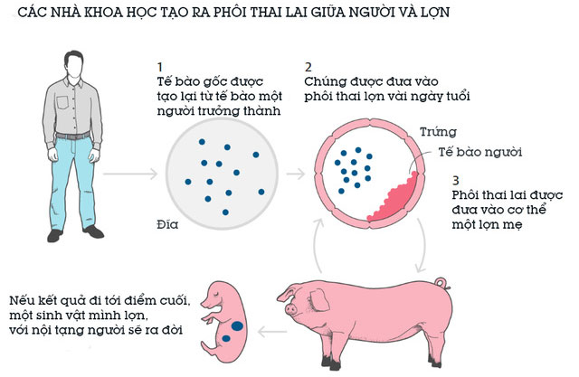Picture 3 of For the first time, an embryo has been successfully created, half a half pig