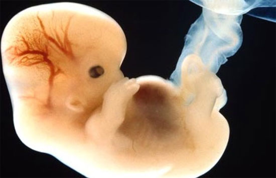 Picture 1 of For the first time cloning human embryos