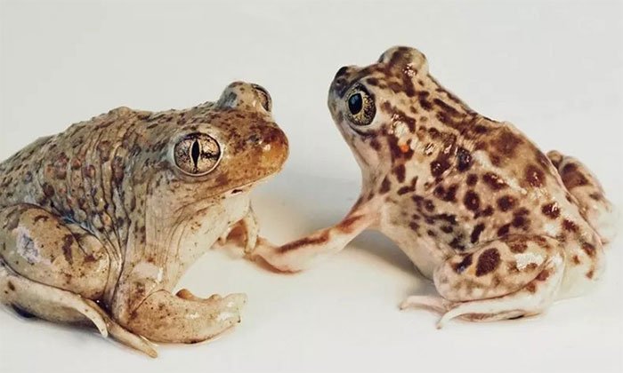 Picture 1 of For the first time discovered the mating toad species
