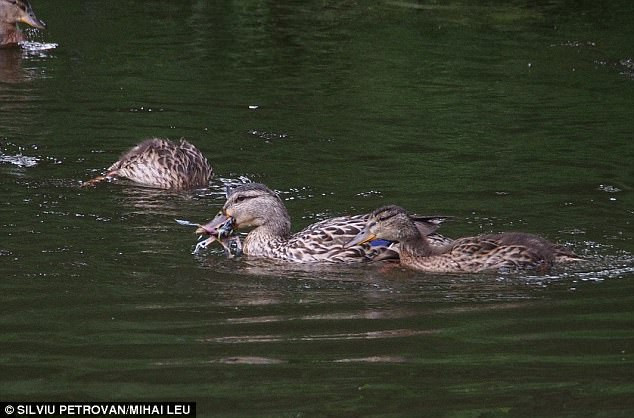 Picture 1 of For the first time, ducks eat meat from birds