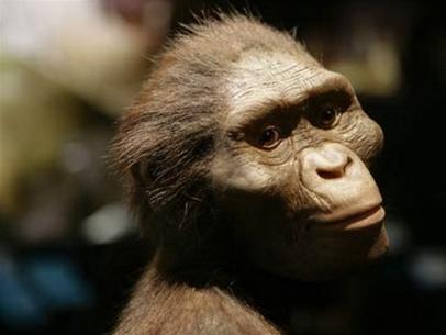Picture 1 of For the first time exhibitions of human ancestors