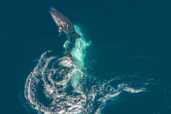 Picture 2 of For the first time, I saw the 'story' of one of the world's largest creatures