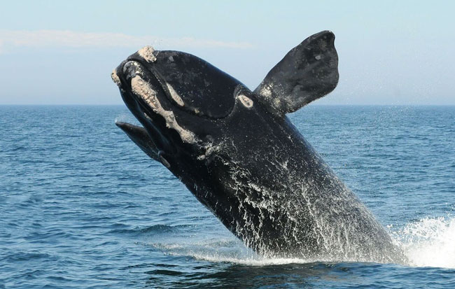Picture 2 of For the first time in history, we have earned the singing of the world's rarest whale