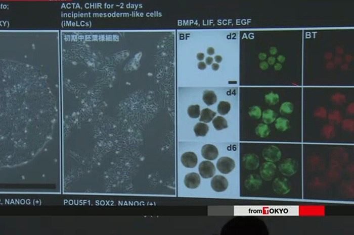 Picture 1 of For the first time, iPS cells are used to develop human eggs