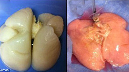 Picture 1 of For the first time successfully replicating human lungs