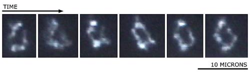 Picture 2 of For the first time, the bacterial gene was created - the largest chemical structure synthesized in a laboratory