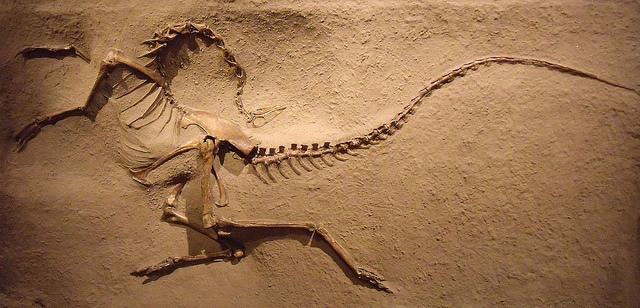 Picture 1 of For the first time, the North American dinosaur mark was discovered