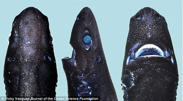 Picture 1 of For the first time, there is a glowing Ninja shark