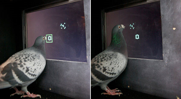 Picture 1 of For the first time, we discovered birds doing math