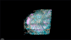 Picture 2 of For the first time, we see an image of a cell moving in a living organism