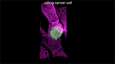 Picture 3 of For the first time, we see an image of a cell moving in a living organism