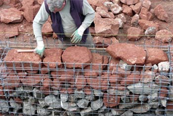 Picture 2 of Forced relocation of lizards