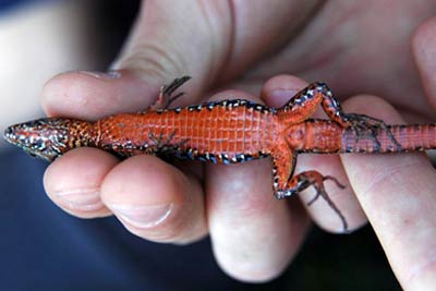 Picture 3 of Forced relocation of lizards