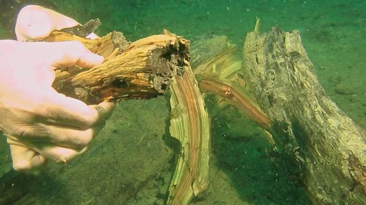 Picture 1 of Forest cypress 50,000 years old intact at the bottom of the sea