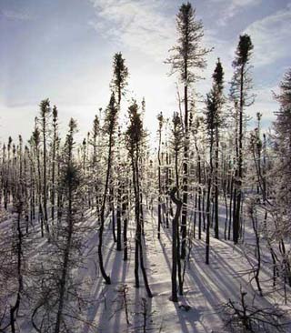 Picture 1 of Forest fire reduces the northern hemisphere temperature