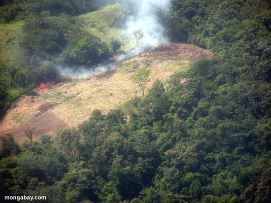 Picture 1 of Forests only have 31% of global continental areas