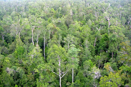 Picture 1 of Forests save $ 13 billion annually