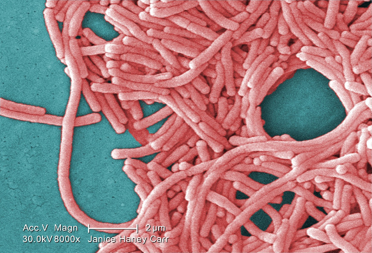 Picture 6 of Forget sharks, these 5 bacteria also make you