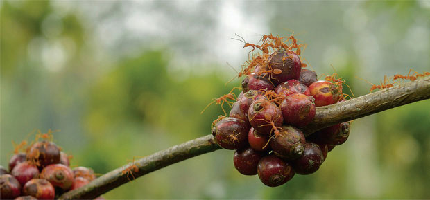 Picture 6 of Forget the weasel cafe, now there is even a very toxic 'ant cafe' that can not afford to buy money