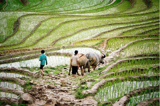 Picture 10 of Forgotten killer disease: Farmers' bare feet and mud in the field