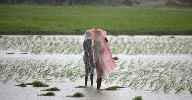 Picture 6 of Forgotten killer disease: Farmers' bare feet and mud in the field
